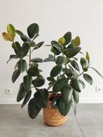 Grote rubberplant (Ficus elastica) – 1 meter hoog, Huis en Inrichting, Kamerplanten, Ophalen, Ficus