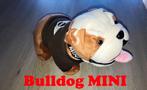 BMW Mini Cooper Bulldog met T-shirt., Collections, Collections Autre, Enlèvement ou Envoi, Neuf