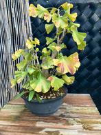 Bonsai ginkgo biloba, Tuin en Terras, Ophalen, Overige soorten