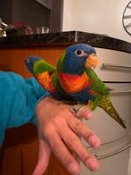 Loriquets de Swainson, Papegaai, Tam