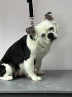 Fluffy Franse Bulldog herplaatser, Dieren en Toebehoren, België, Particulier, Teef, Meerdere
