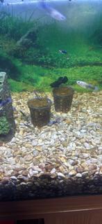 Aquarium te koop juwel 180, Dieren en Toebehoren, Ophalen, Zo goed als nieuw