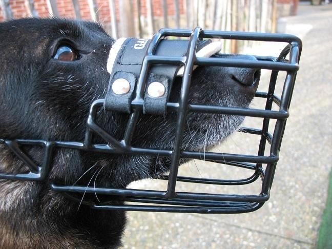 Draadmuilkorven Gappay Nagelnieuw & Ongebruikt, Dieren en Toebehoren, Honden-accessoires, Nieuw, Ophalen of Verzenden