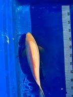 White Japanese Karashigoi Koi 40 cm, Karper of Koi
