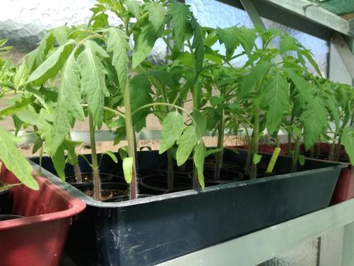 Tomatenplanten Coeur de Boeuf, Tuin en Terras, Planten | Tuinplanten, Ophalen