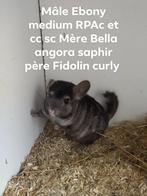 chinchilla's, Animaux & Accessoires, Rongeurs, Chinchilla