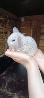 Mininlop en rex widder babykonijntjes, Dieren en Toebehoren, Konijnen, Meerdere dieren, Dwerg, Hangoor, 0 tot 2 jaar