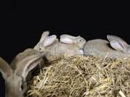 Vlaamse reuzen, Meerdere dieren, Middelgroot, 0 tot 2 jaar