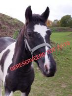 Pinto's, Dieren en Toebehoren, Paarden, Gechipt, Minder dan 160 cm, Zadelmak, 3 tot 6 jaar