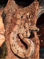 0.1 Hypo Het Snow 1,5 jaar oud, Dieren en Toebehoren, Reptielen en Amfibieën, Slang, Tam, 0 tot 2 jaar