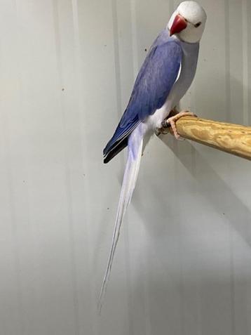 zeer mooie wkwst violet kans opaline 2022  beschikbaar voor biedingen