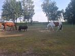Weide, Dieren en Toebehoren