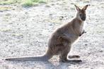 Wallaby kangoeroe mannetjes 2025, Dieren en Toebehoren, Januari, Mannelijk