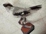 Knuffelvogel met grijze klauwier, Verzamelen, Opgezet dier, Vogel, Gebruikt, Ophalen of Verzenden