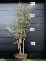 Meerstammige kurkeik quercus suber 225-275cm, Tuin en Terras, Planten | Bomen, In pot, Overige soorten, Volle zon, 250 tot 400 cm