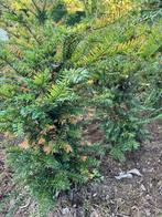 Taxus baccata, Jardin & Terrasse, Plantes | Arbustes & Haies, Enlèvement, Taxus