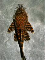 Ancistrus sp Rio Paraguay, Dieren en Toebehoren, Vissen | Aquariumvissen