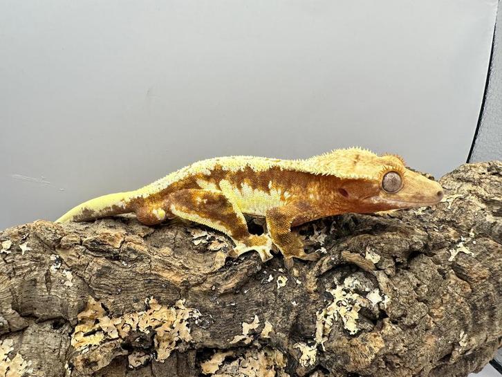 Wimpergecko Storm 0.1, mâle, pick-up Wooden, Animaux & Accessoires, Reptiles & Amphibiens, Autres espèces, 0 à 2 ans