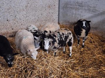 Bonte lammeren disponible aux enchères