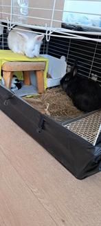 6 Konijntjes samen of appart, Dieren en Toebehoren, Konijnen, Meerdere dieren, Klein, 0 tot 2 jaar