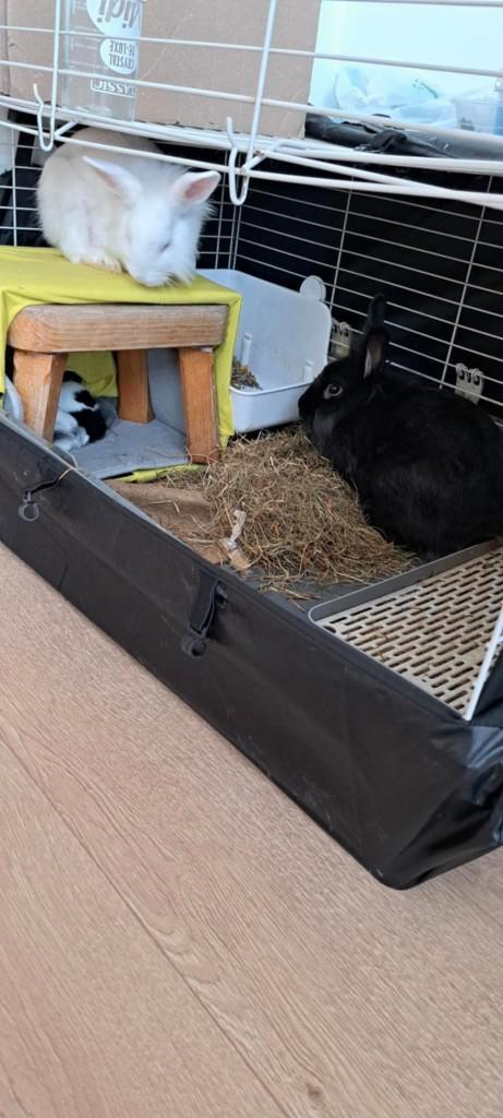 6 Konijntjes samen of appart, Dieren en Toebehoren, Konijnen, Klein, Meerdere dieren, 0 tot 2 jaar