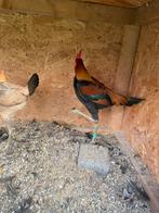Modern engelse vechtkriel, Dieren en Toebehoren, Pluimvee, Meerdere dieren, Kip