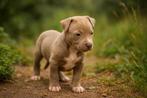 Prachtige Amerikaanse Stafford pups, Dieren en Toebehoren, België, CDV (hondenziekte), 8 tot 15 weken, American Staffordshire Terriër