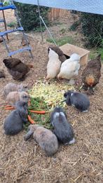 Franse hangoren, Dieren en Toebehoren, Konijnen