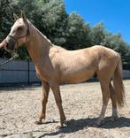 Pony, Hengst