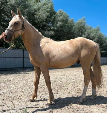 Pony beschikbaar voor biedingen