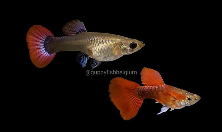 Guppen en endlers, Dieren en Toebehoren, Vissen | Aquariumvissen, Zoetwatervis, Vis, Schoolvis