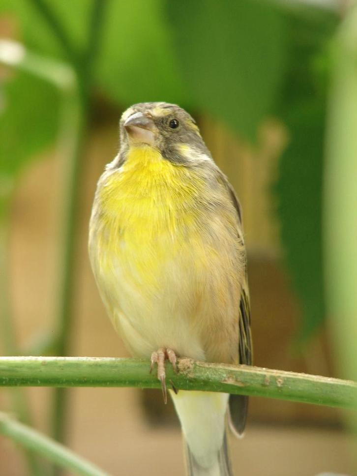 2-2 Crithagra citrinipectus Citroenborst edelzangers, Animaux & Accessoires, Oiseaux | Oiseaux Autre, Oiseau tropical, Plusieurs animaux