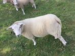 Schapen te koop, Dieren en Toebehoren, Schapen, Geiten en Varkens, Mannelijk, Schaap, 0 tot 2 jaar