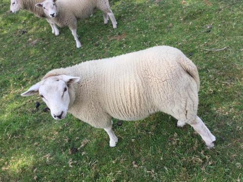 Schapen te koop, Dieren en Toebehoren, Schapen, Geiten en Varkens, Schaap, Mannelijk, 0 tot 2 jaar