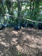 Ayam cemani haan.