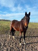 Te koop: lieve fokmerrie, 11 ans ou plus, Avec pedigree, Ne s'applique pas, Cheval de saut
