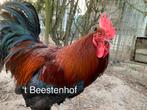 Marans, Dieren en Toebehoren, Pluimvee, Meerdere dieren, Kip