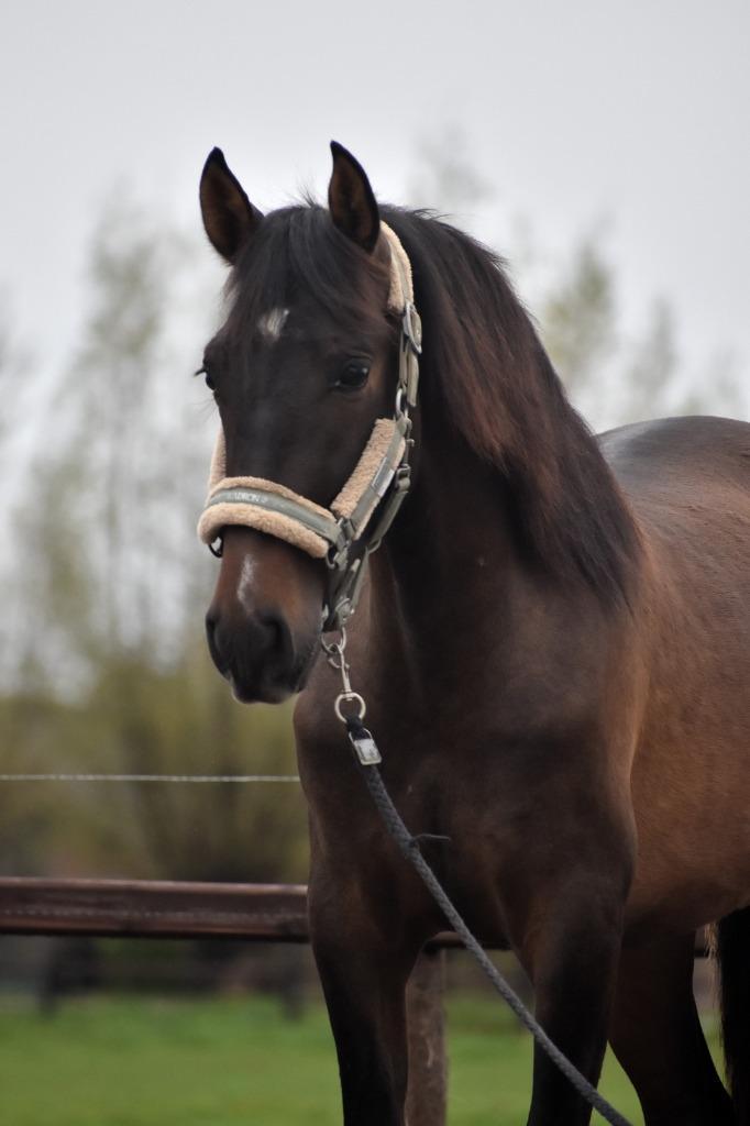 ## GEWELDIGE, super makke en prachtige PRE ruin ##, Dieren en Toebehoren, Paarden, Ruin, 3 tot 6 jaar, Met stamboom, Gechipt, Ontwormd