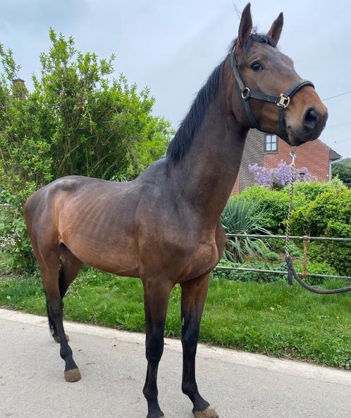 4 jarige springhengst te koop, Dieren en Toebehoren, Paarden, Hengst, Zadelmak, 170 tot 175 cm, Springpaard
