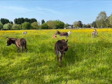 Wandelen met ezels in 2860 en 2861