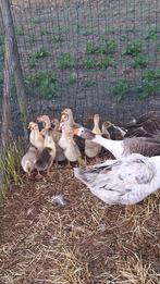 Ganzen kuikens, Dieren en Toebehoren, Pluimvee, Meerdere dieren, Gans of Zwaan