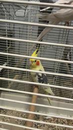 Oiseau canari, Dieren en Toebehoren, Vogels | Kanaries