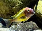 Tropheus moori N konde yellow, Dieren en Toebehoren, Vissen | Aquariumvissen, Vis, Zoetwatervis, Schoolvis