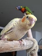 Calopsitte Super apprivoisée (Femelle), Animaux & Accessoires, Oiseaux | Perruches & Perroquets, Femelle