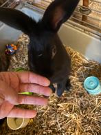 Twee gratis zwarte konijntjes, Dieren en Toebehoren, Konijnen