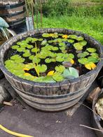 Halve EIKEN wijn & whiskey tonnen als mooi terrasvijvertje, Tuin en Terras, Vijvers, Ophalen