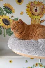 Brits korthaar poes, Chatte ou Chat