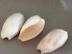 3 st natuur schelp + 1 groote  30c x20 cm, Verzenden, Fossiel