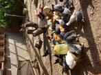 Brahma en ayam cemani, Dieren en Toebehoren
