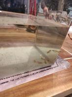 Endler guppy vrouwtjes, Dieren en Toebehoren